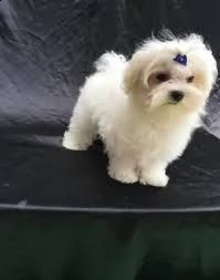 disponibili fantastici cuccioli maltesi a t-cup