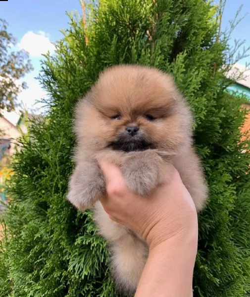 regalo  volpino pomerania mini toy  | Foto 0
