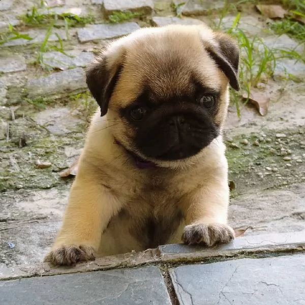 regalo carlino | Foto 0