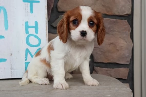 regalo cavalier king | Foto 0