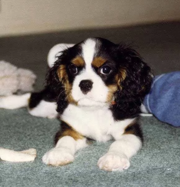 regalo cavalier king