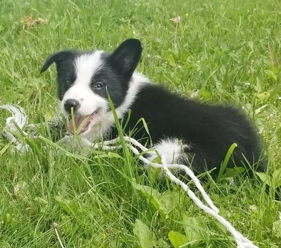  regalo border collie 