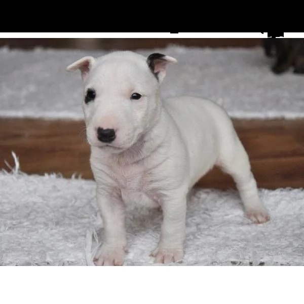 regalo bull terrier