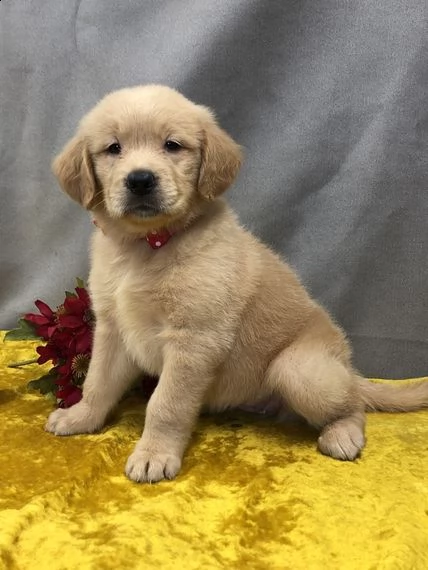  regalo golden retriever 