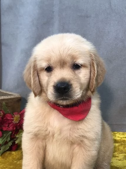  regalo golden retriever  | Foto 0