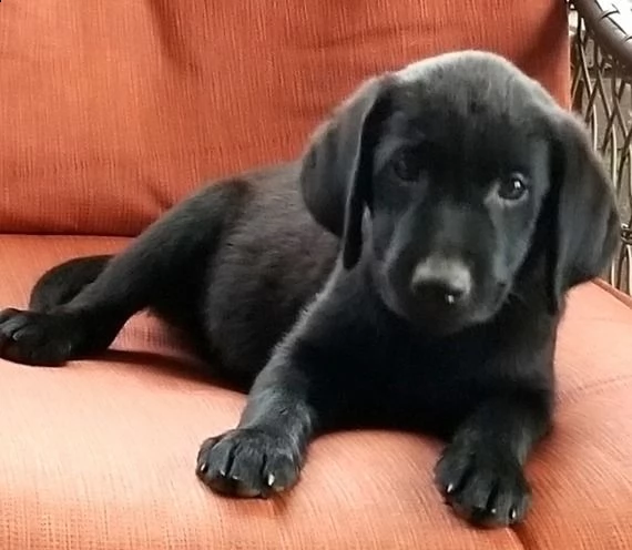  regalo cuccioli di labrador  | Foto 0