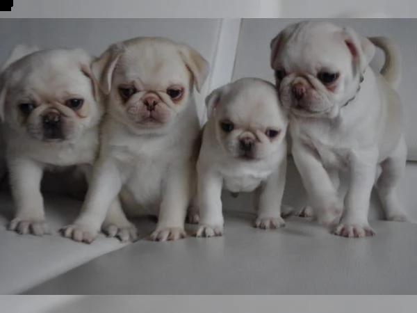 regalo cuccioli di carlino