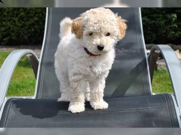 regalo abbiamo cuccioli di barboncino