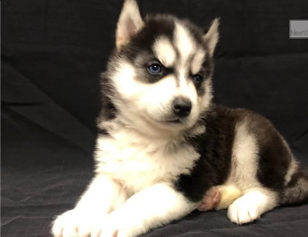 cucciolata siberian husky blue di 70 gg