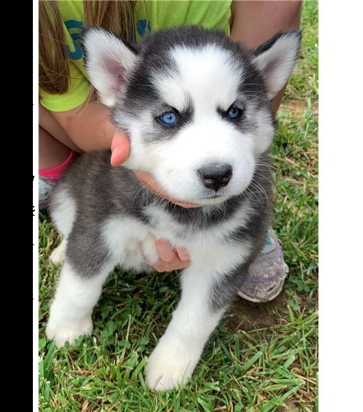 cucciolata siberian husky blue di 70 gg | Foto 2