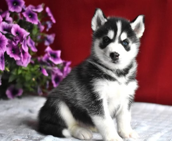 cucciolata siberian husky blue di 70 gg | Foto 0