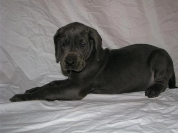 pastore tedesco cuccioli con pedigree | Foto 5