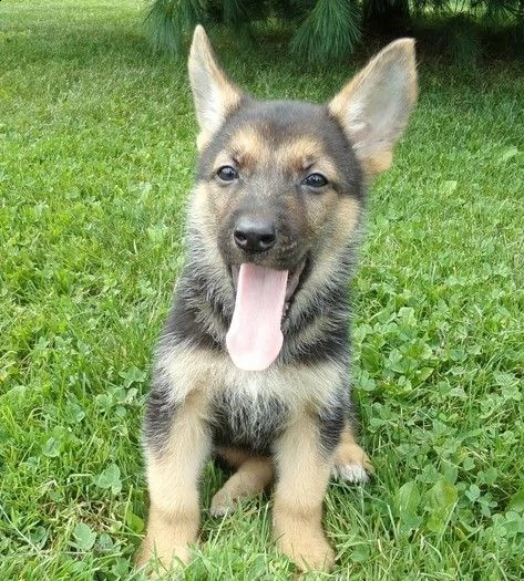 pastore tedesco cuccioli con pedigree