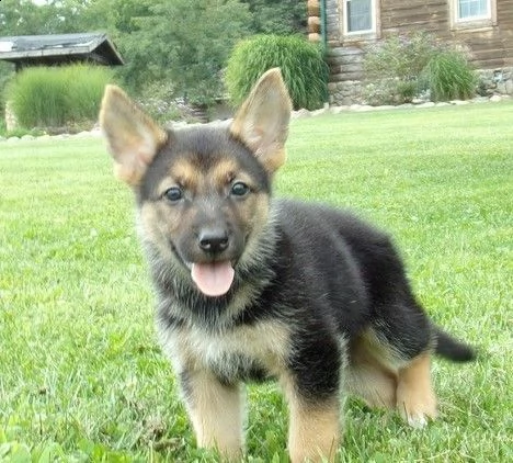 pastore tedesco cuccioli con pedigree | Foto 4