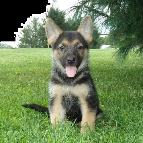 pastore tedesco cuccioli con pedigree | Foto 3