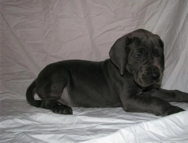 pastore tedesco cuccioli con pedigree | Foto 1