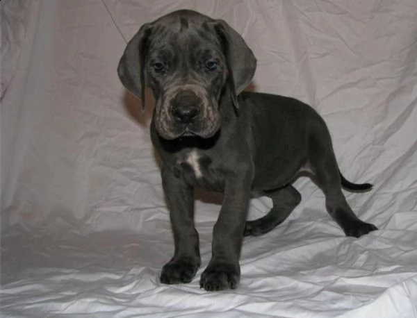 pastore tedesco cuccioli con pedigree | Foto 0