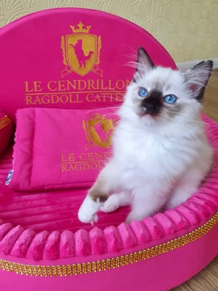 ragdoll gattini blue point