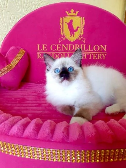 ragdoll gattini blue point | Foto 0