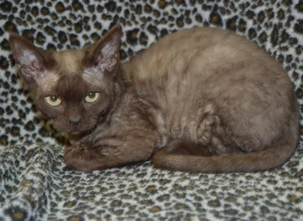 devon rex gattino | Foto 2