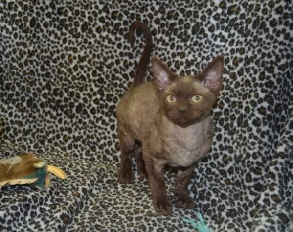 devon rex gattino | Foto 1