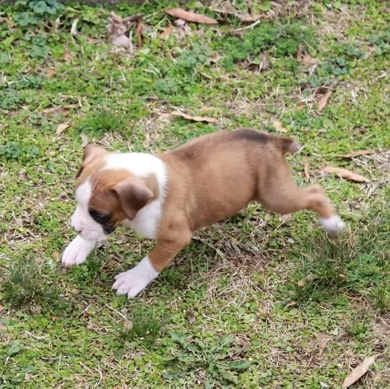 regalo cuccioli di boxer