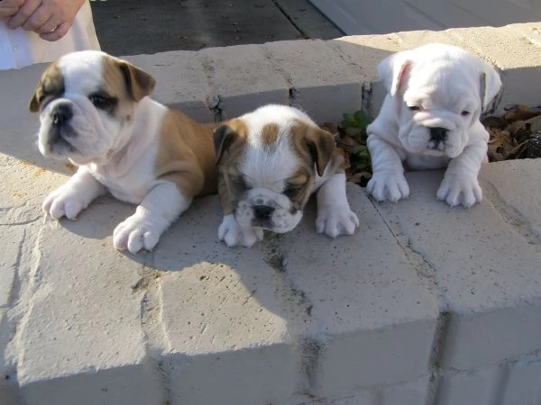 regalo bulldog inglese cuccioli disponibili