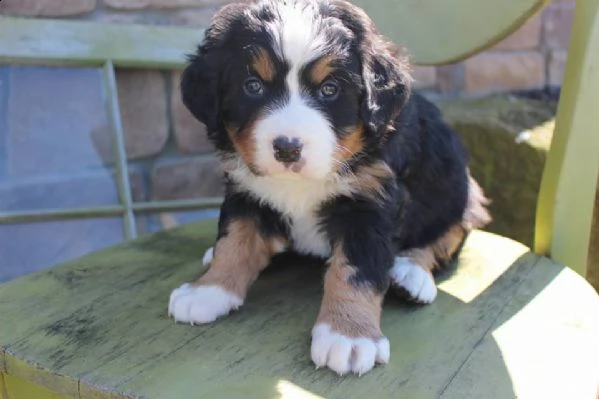 cuccioli bovaro del bernese in regalo