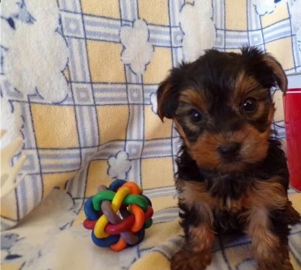 bellissimi cuccioli yorkie di 11-12 settimane !!