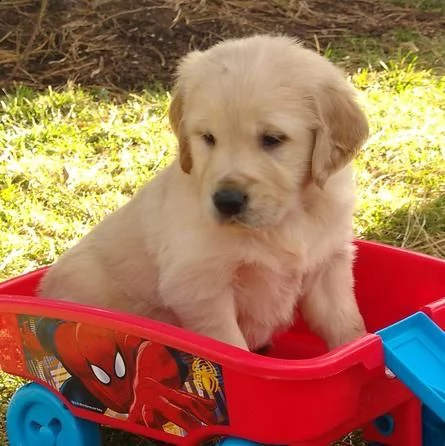 regalo cuccioli di golden retriver