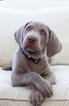  offro in adozione cucciolata di weimaraner prestigiosa e favolosi cucciolato e cucciolata di weimar
