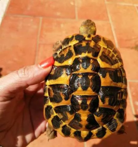 tartarughe terrestri