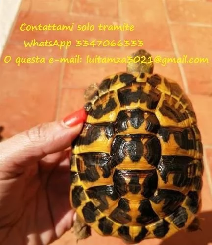 tartarughe terrestri | Foto 0