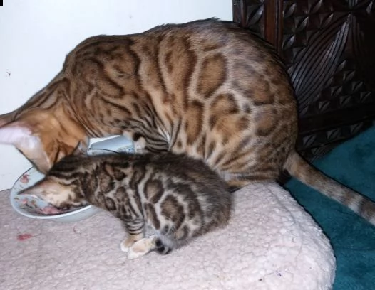 bengala del gattini registrati di qualità pronti con pedigree