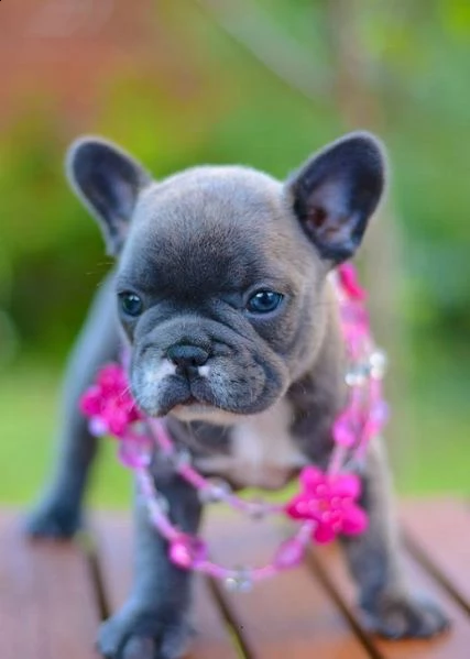 bouledogue francesi