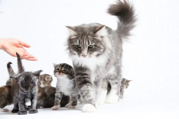 gatti norvegesi delle foreste