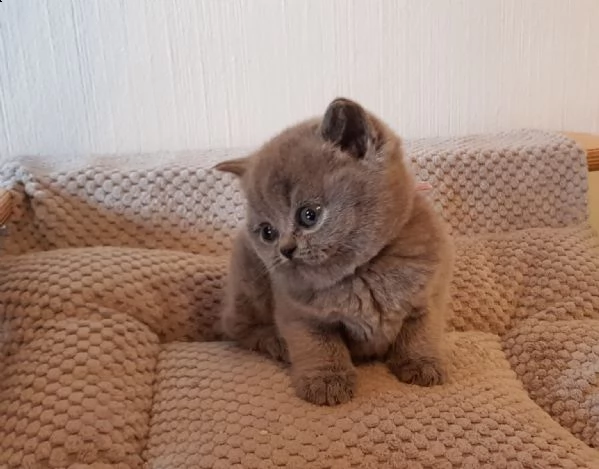 british shorthair cuccioli blu