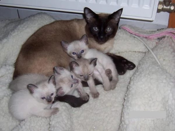gattini siamese maschio e femmina