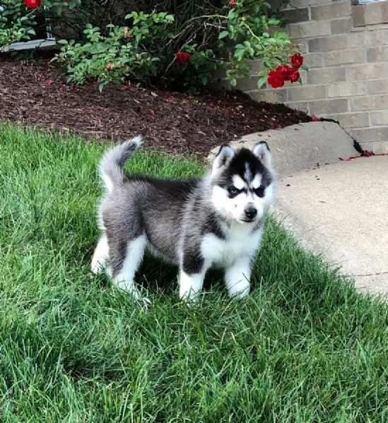cuccioli di siberian husky