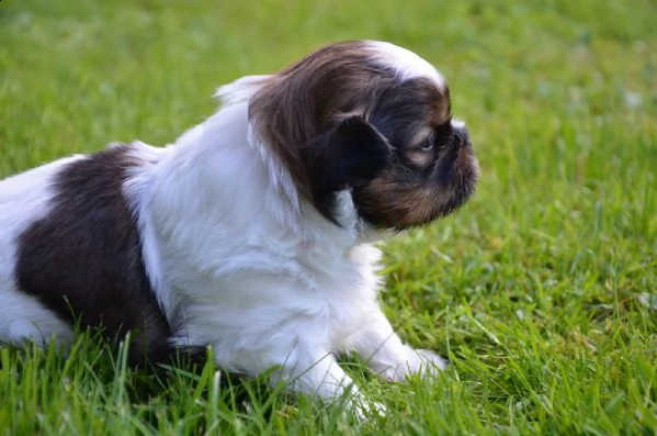 cuccioli shih-tzu