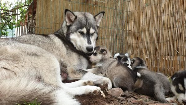 disponibili bellissimi cuccioli husky | Foto 2
