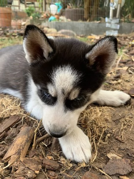 disponibili bellissimi cuccioli husky | Foto 1
