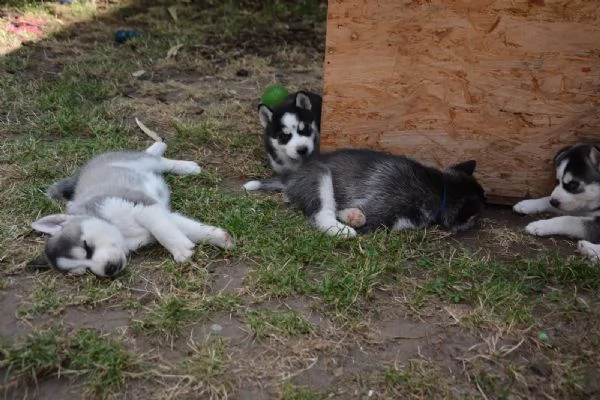 disponibili bellissimi cuccioli husky | Foto 0
