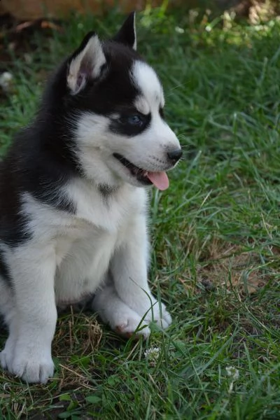 disponibili bellissimi cuccioli husky