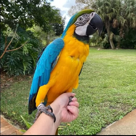 pappagalli ara ararauna di femmina e maschio