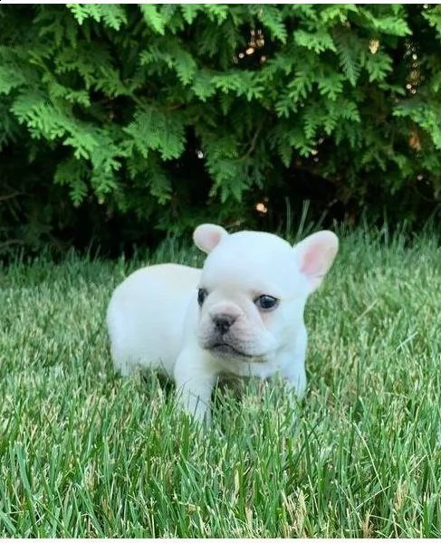 meravigliosi cuccioli di bouledogue francese