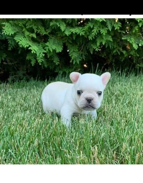 meravigliosi cuccioli di bouledogue francese | Foto 0