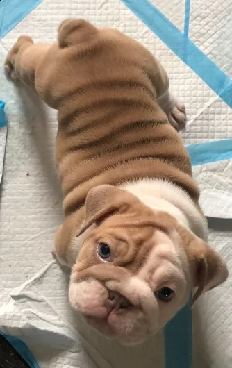 bulldog inglese maschio e femmina | Foto 1