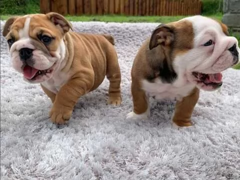 bulldog inglese maschio e femmina | Foto 0