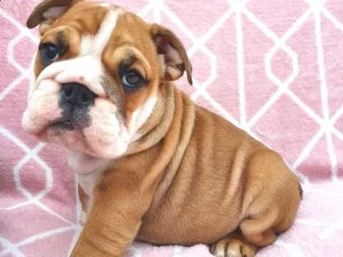 bulldog inglese di 3 mesi pedigree | Foto 1